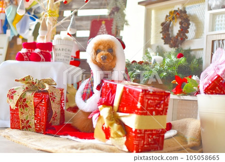 Toy poodle opening a Christmas present Toy poodle opening a Christmas present 105058665