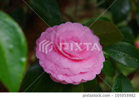 雙粉紅山茶花 105058982