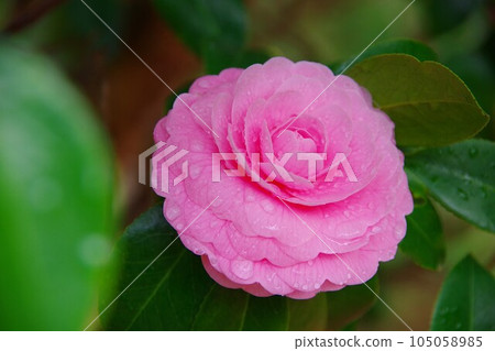 Double pink camellia 105058985
