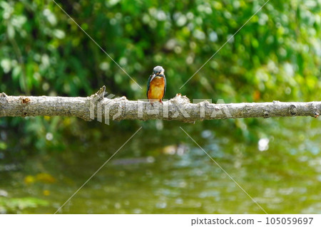 The moment the kingfisher stops in a perch The moment the kingfisher stops in a perch 105059697