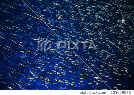 海卵沙丁魚學校 海卵沙丁魚學校 105059979