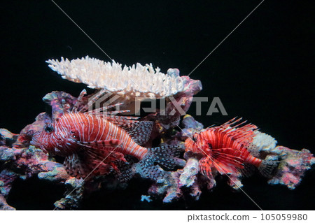 紅獅子魚與海卵 105059980