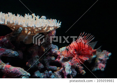紅獅子魚與海卵 紅獅子魚與海卵 105059981