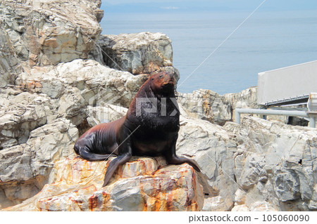 Todo of Umitimago Todo of Umitimago 105060090