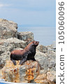 Todo of Umitimago 105060096