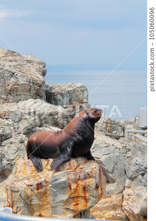 Todo of Umitimago 105060096