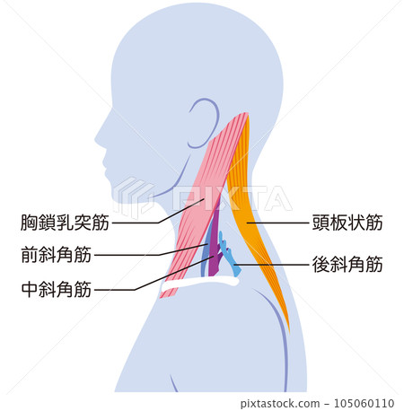 Neck muscle structure name 105060110