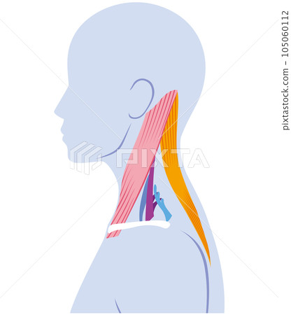 Structure of neck muscle 105060112
