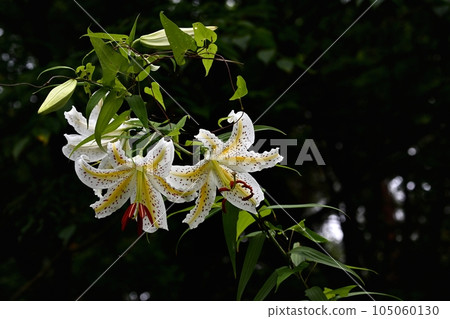 武藏久陵森林公園的灌木叢中盛開的野百合 武藏久陵森林公園的灌木叢中盛開的野百合 105060130
