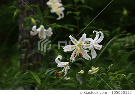 Wild lilies blooming in the thickets of Musashi Kyuryo Forest Park Wild lilies blooming in the thickets of Musashi Kyuryo Forest Park 105060133
