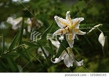 武藏久陵森林公園的灌木叢中盛開的野百合 105060143