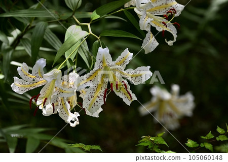Wild lilies blooming in the thickets of Musashi Kyuryo Forest Park 105060148