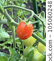 mini tomato with water droplets 105060248