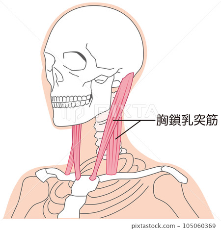 Sternocleidomastoid Muscle structure of the neck 105060369