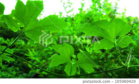 攀緣植物葉景觀 攀緣植物葉景觀 105060420