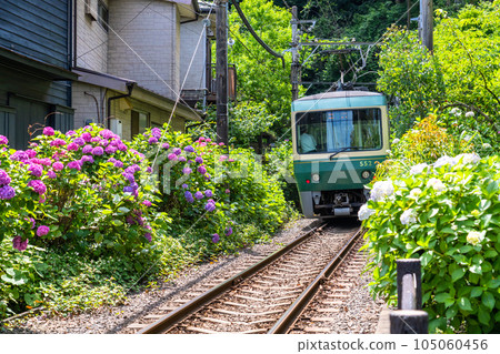 「神奈川縣」江之電和繡球花/鎌倉風景 105060456