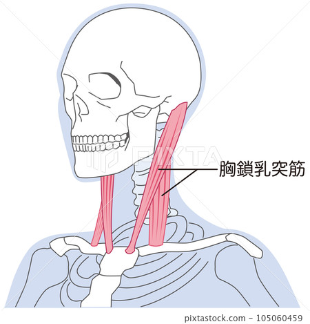胸鎖乳突肌 頸部肌肉結構 胸鎖乳突肌 頸部肌肉結構 105060459
