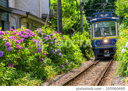 「神奈川縣」江之電和繡球花/鎌倉風景 「神奈川縣」江之電和繡球花/鎌倉風景 105060460