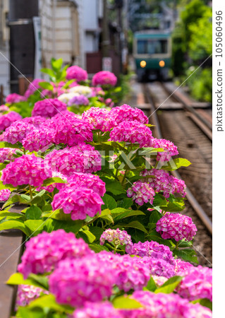 "Kanagawa Prefecture" Enoden and hydrangea / Kamakura scenery "Kanagawa Prefecture" Enoden and hydrangea / Kamakura scenery 105060496