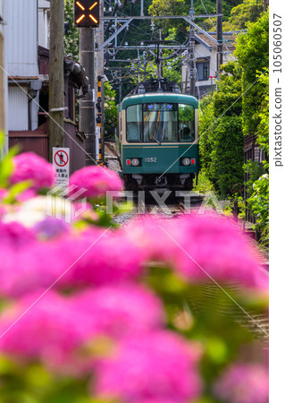 「神奈川縣」江之電和繡球花/鎌倉風景 「神奈川縣」江之電和繡球花/鎌倉風景 105060507