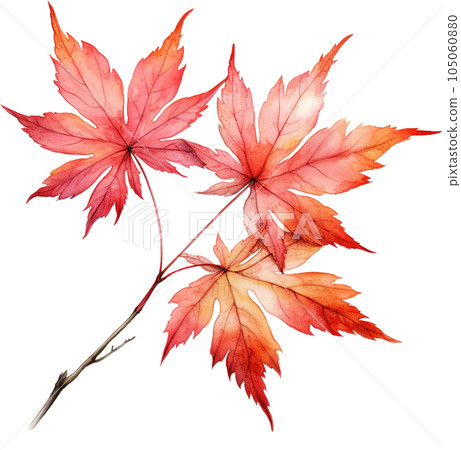 水彩楓葉 105060880
