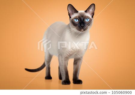 Siamese cat with bright blue eyes on an orange background. 105060900