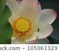 Lotus flower  105061329