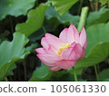 Lotus flower  105061330