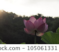 Lotus flower  105061331