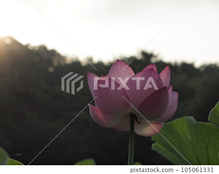 Lotus flower Lotus flower 105061331