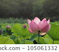 Lotus flower  105061332