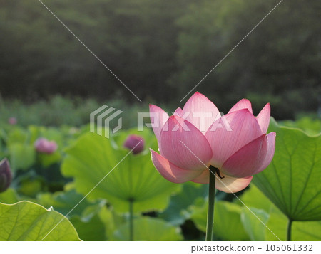 Lotus flower Lotus flower 105061332