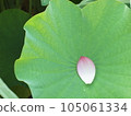 Lotus petals 105061334