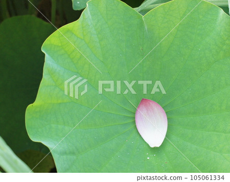 Lotus petals Lotus petals 105061334
