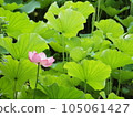 Lotus flower  105061427