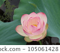 Lotus flower  105061428