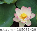 Lotus flower  105061429