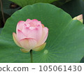 Lotus flower  105061430
