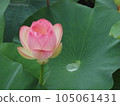 Lotus flower  105061431