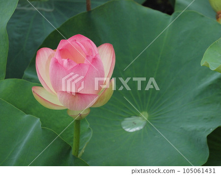 Lotus flower Lotus flower 105061431
