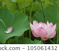Lotus flower  105061432