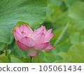 Lotus flower  105061434