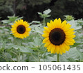 Sunflower flower 105061435