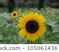Sunflower flower 105061436