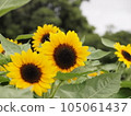 Sunflower flower 105061437