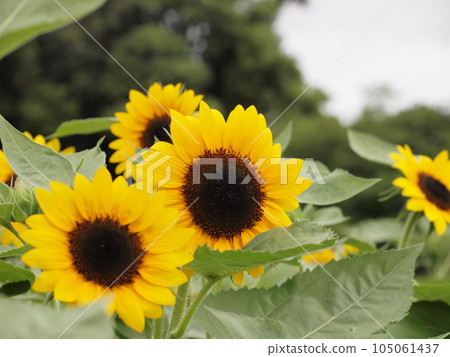 Sunflower flower Sunflower flower 105061437