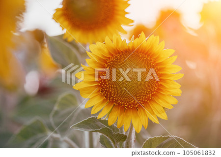 Bright Sunflower Flower: Close-up of a sunflower in full bloom, creating a natural abstract background. Summer time. Field of sunflowers in the warm light of the setting sun. Helianthus annuus. Bright Sunflower Flower: Close-up of a sunflower in full bloom, creating a natural abstract background. Summer time. Field of sunflowers in the warm light of the setting sun. Helianthus annuus. 105061832