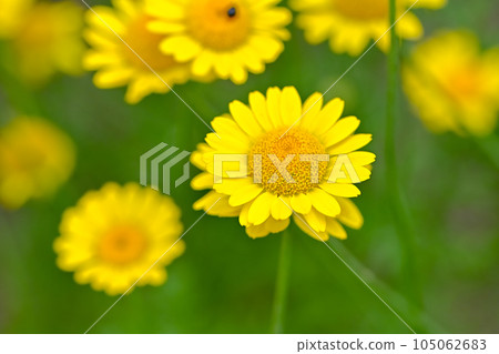 Koya chamomile Koya chamomile 105062683