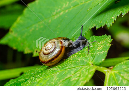 Oxychilus alliarius , commonly known as the garlic snail or garlic glass-snail Oxychilus alliarius , commonly known as the garlic snail or garlic glass-snail 105063223