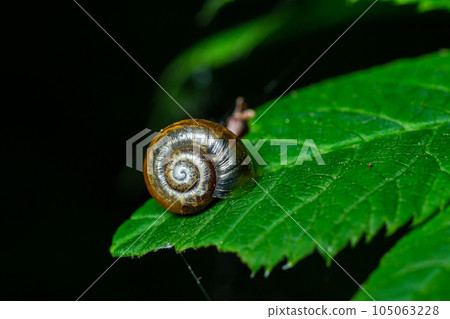 Oxychilus alliarius , commonly known as the garlic snail or garlic glass-snail 105063228